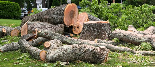 Large Tree Removal in Niceville