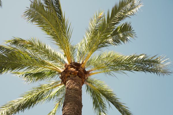 Palm Tree Removal in Niceville