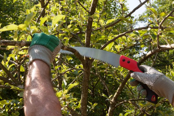Small Tree Removal in Niceville