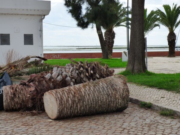 Palm Trees Removal in Niceville