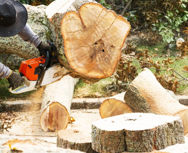 Tree Removal Service in Niceville