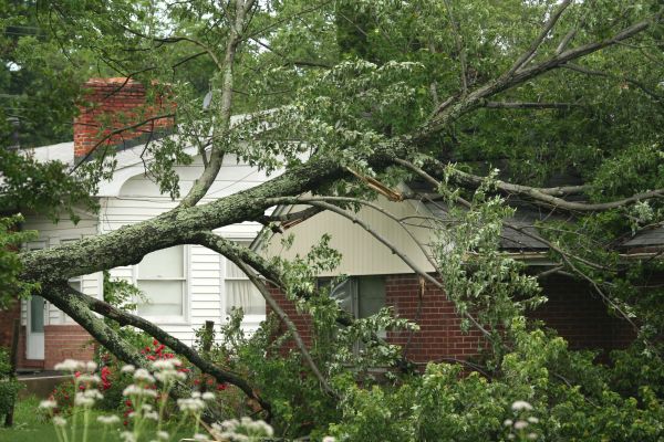 Emergency Tree Removal in Niceville