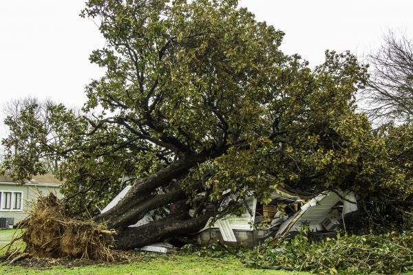 Fallen Tree Removal in Niceville