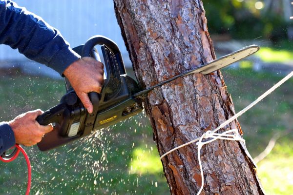 Dead Tree Removal in Niceville
