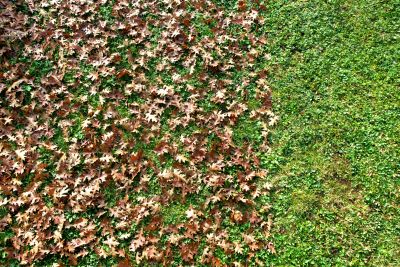 Seasonal Cleanup
