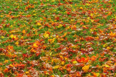 Leaf Removal