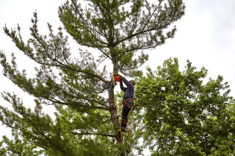Emergency Tree Removal Equipment