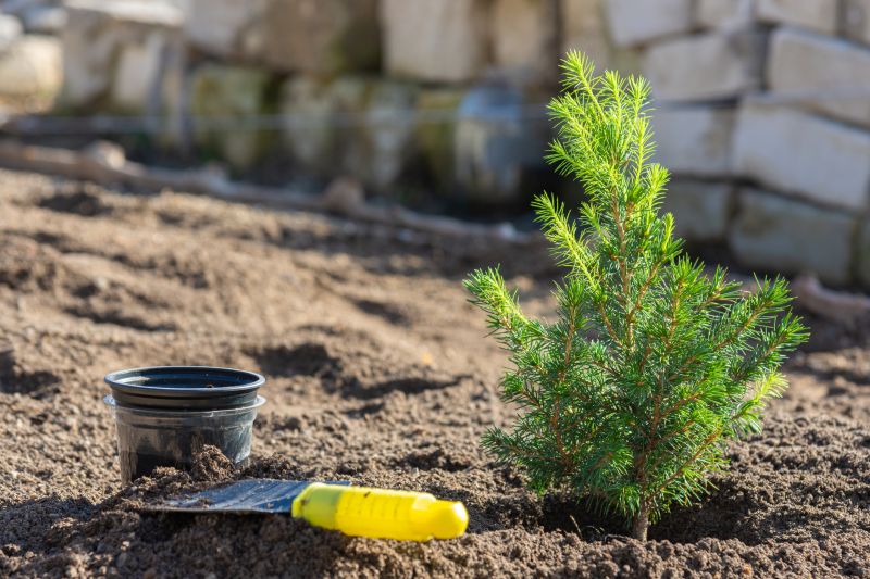Spruce Tree Removal