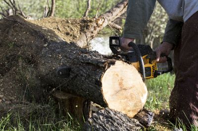 Tree Cutting Process