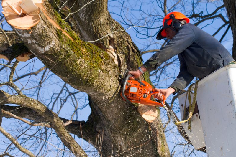 Spring Tree Cutting