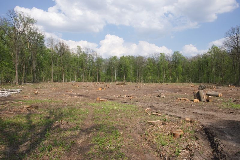 Completed Tree Removal