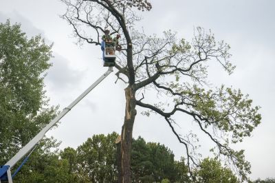Tree Health Preservation
