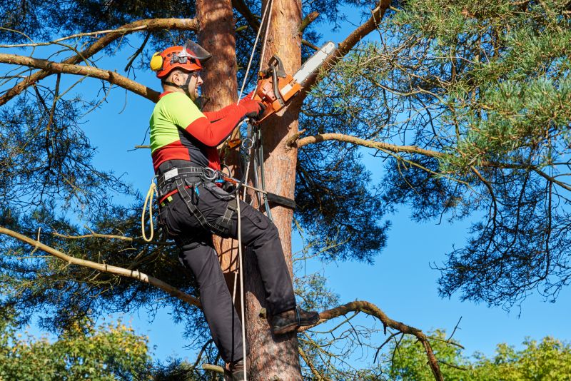 Expert Tree Cutting